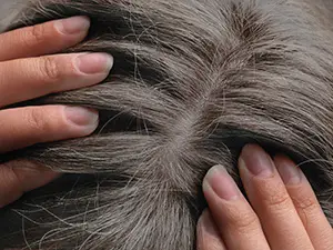 The Definitive Guide to Covering Grey Hair - Ugly Duckling The Definitive Guide to Covering Grey Hair - Ugly Duckling