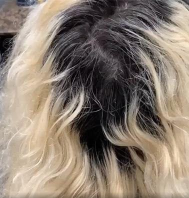 Dark Roots - Before Dark Roots - Before
